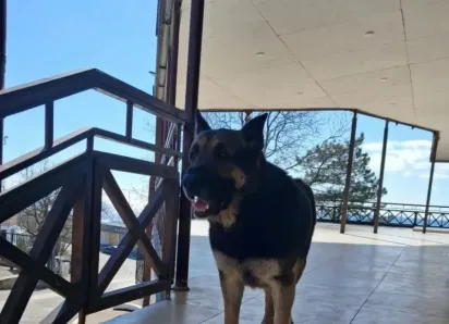 Как действовать при вое сирен в Новороссийске дже псу понятно