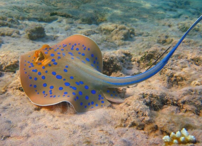 Самые опасные жители Чёрного моря: ТОП-5 обитателей с кем лучше не знакомиться 