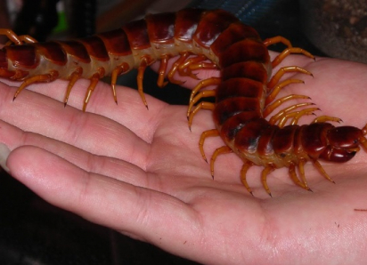 Змеи и не только: ТОП-5 кусачих гостей, которые проснулись в Новороссийске