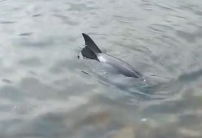 От чего в Черном море массово гибнут дельфины: у ученых есть свое предположение