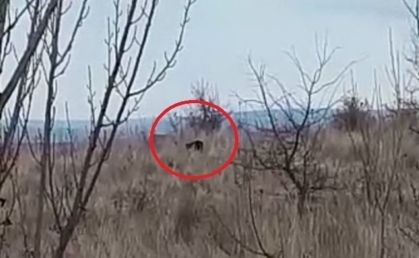 Леопард разгуливал по полю под Новороссийском