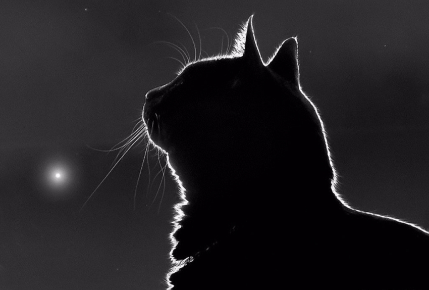 Эмоциональный ад: смерть кошки стала двойным стрессом для жительницы Новороссийска