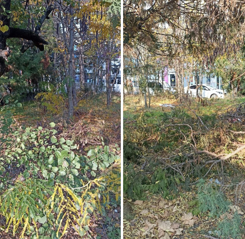 Деревья сухие, мусор и ветки: жительница Новороссийска просит заняться сквером у дома 