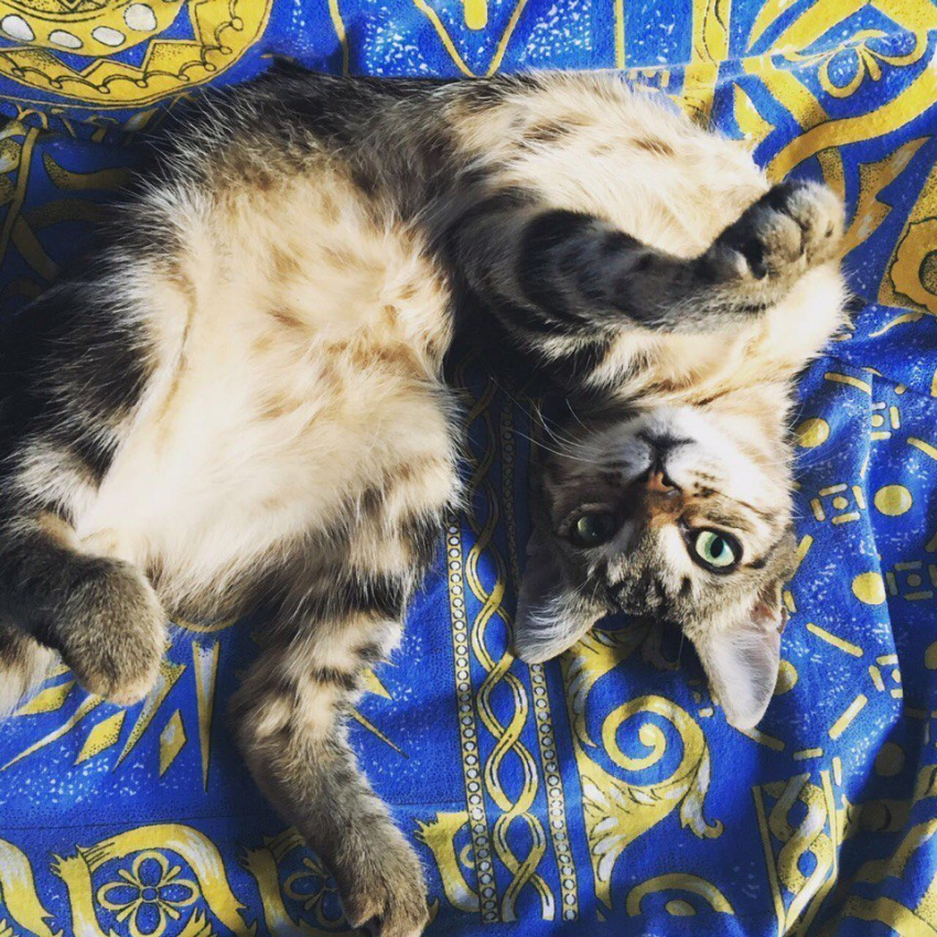 Валера - самый преданный в конкурсе «Самый красивый кот-2018"