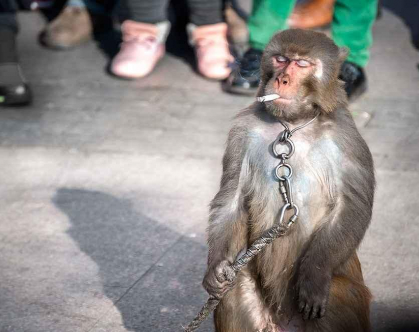 Как обезьяны помогают человеку?