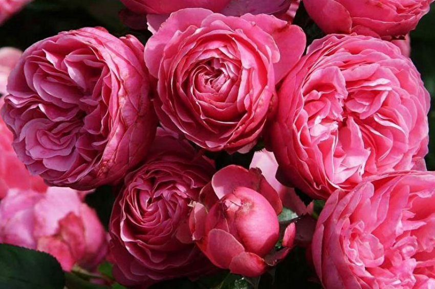 Более 1500 кустов роз высадят в Новороссийске