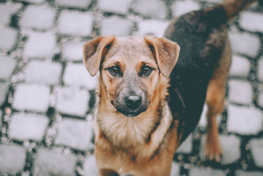 «Всем жалко собачек, но у нас дети», - жительница Новороссийска просит избавить двор от собак 