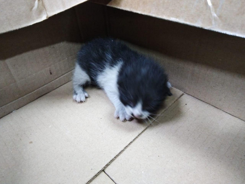 Милая история: спасатели Новороссийска достали котенка из-под потолка 