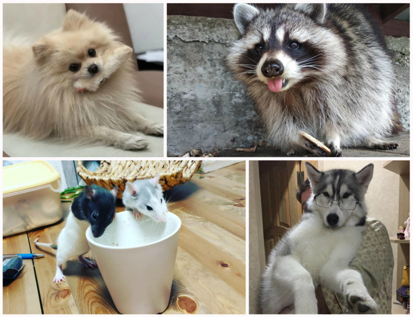 Приём заявок на участие в конкурсе «Самый лучший питомец» завершён