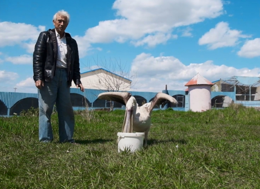 Доброта довела: у директора парка птиц под Новороссийском забрали пеликана и угрожают уголовной ответственностью