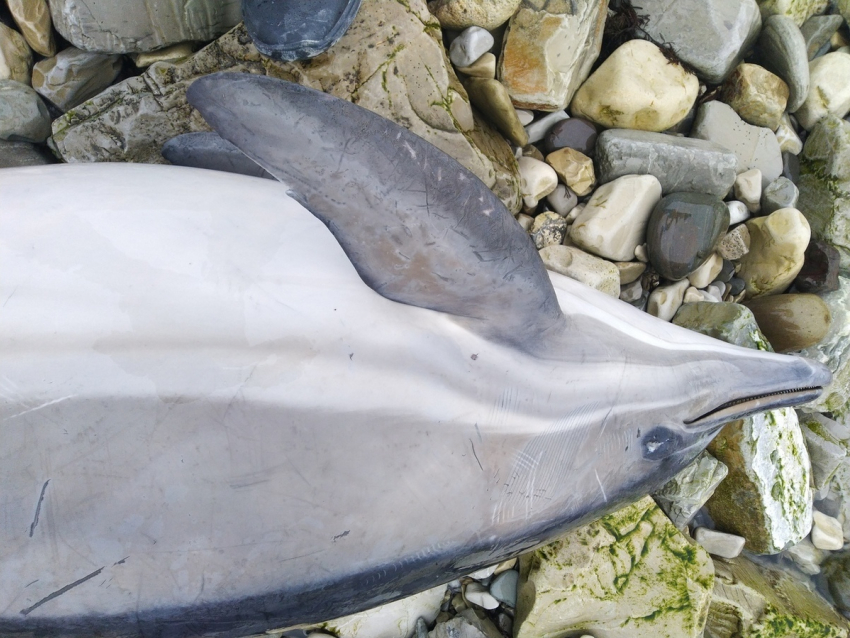 Дельфины заставили переживать весь Новороссийск
