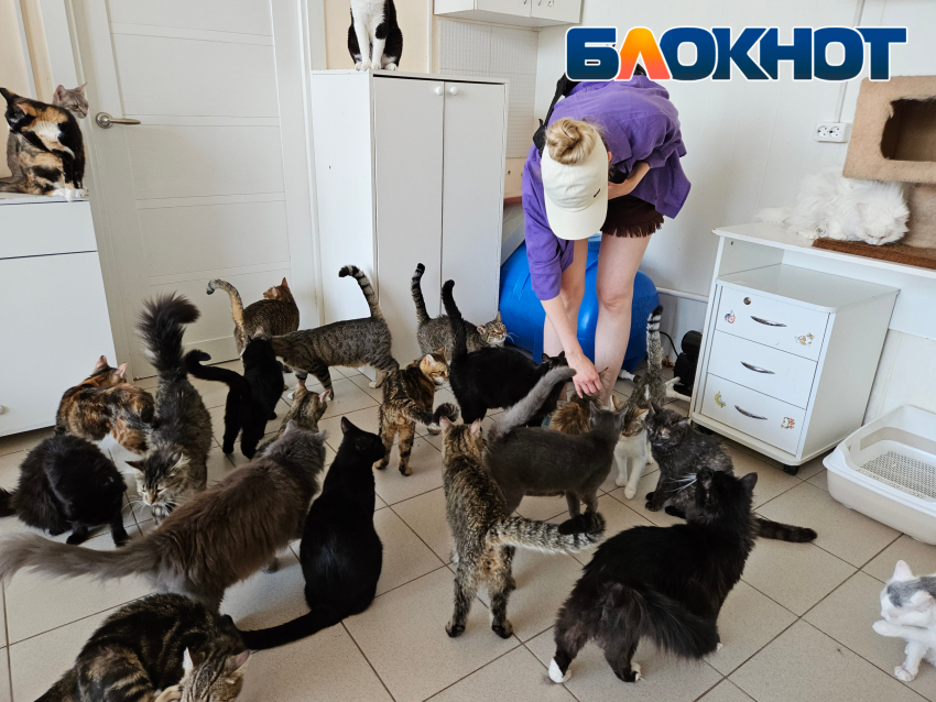 «Надежды почти нет!» - приют кошек в Новороссийске переполнен и нуждается в помощи 