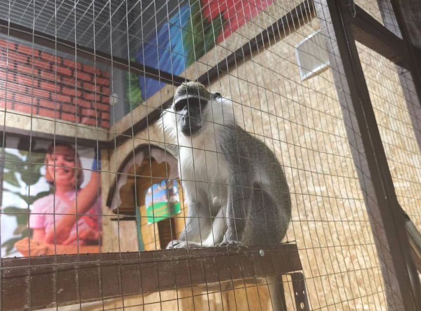 Без лицензии: прокуратура подала в суд на зоопарк Новороссийска