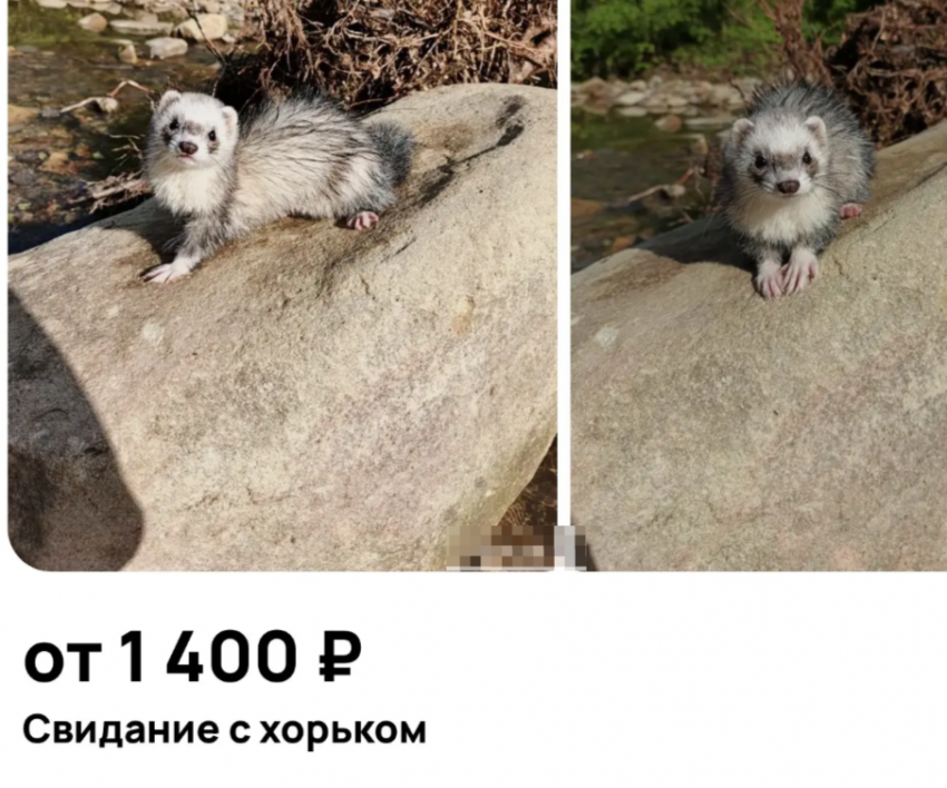 Дрель, платье и хорёк: что новороссийцы берут напрокат и почему это выгодно