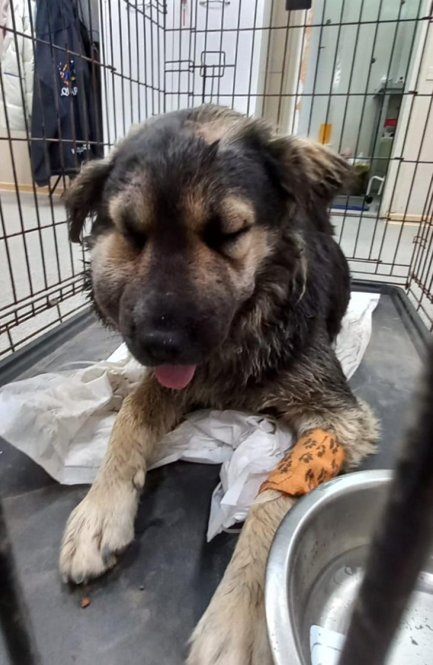 Колотые раны и гематомы: живодер поиздевался над собакой в Новороссийске
