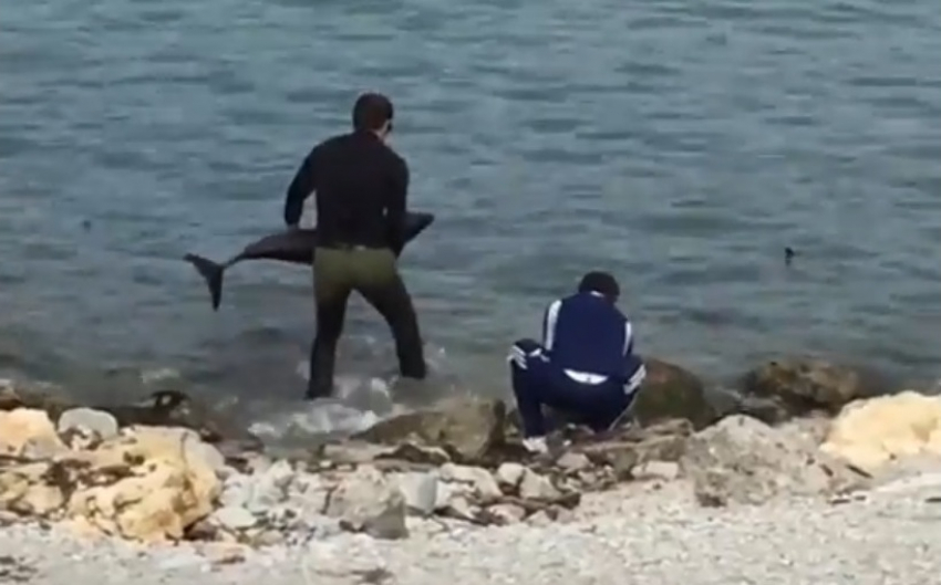 Чудесное спасение дельфина в Новороссийске попало в объектив камеры