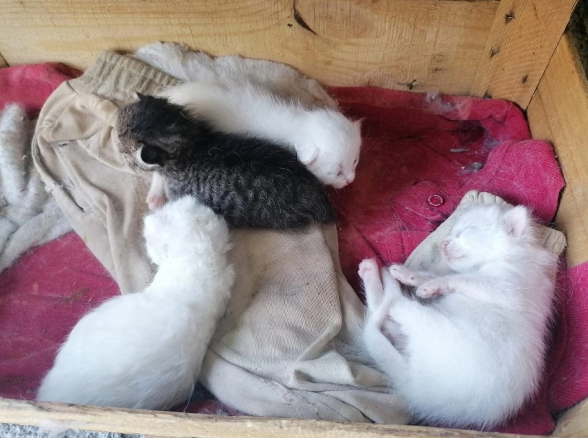 Ещё не открыли глаза, а уже не нужны: семейству котят из Новороссийска нужна помощь