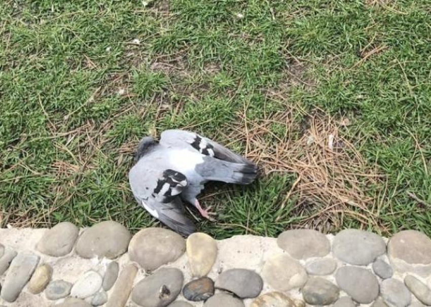 "Кладбище голубей» обнаружил новороссиец в сквере, где гуляют дети