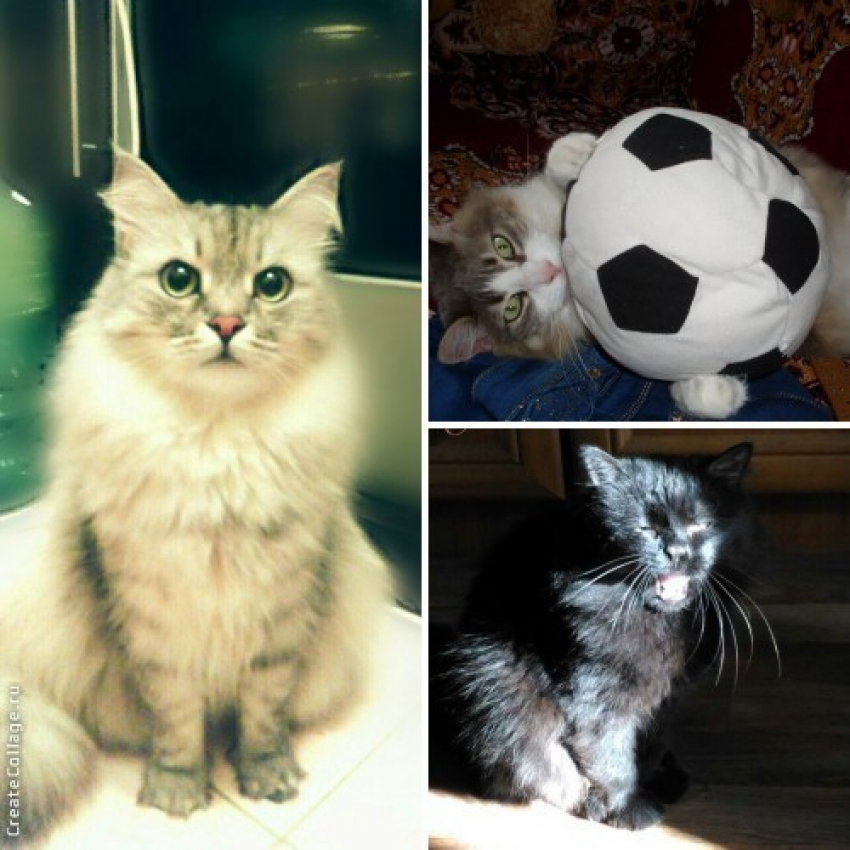 Победителями конкурса «Самый красивый кот-2017» стали Себастьян, Тоша и Стефан