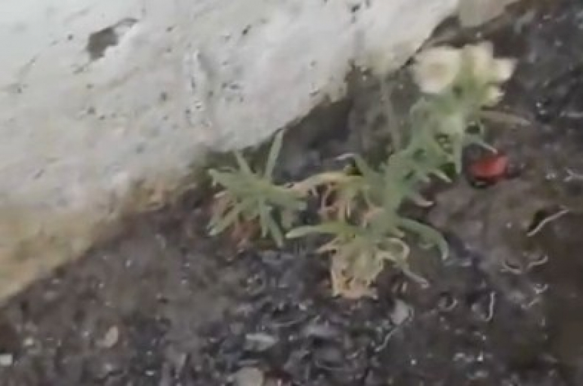 В Новороссийске забил «благодатный родник»: жители сообщают, что воды нет из-за «вселенского чуда»