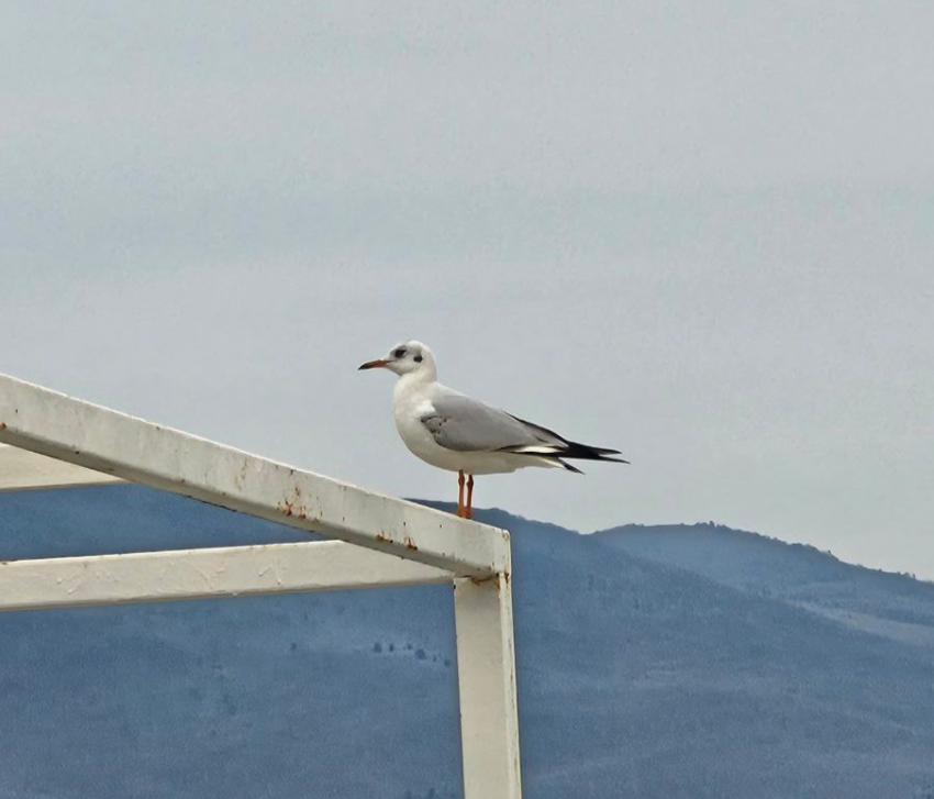 В море теплее, чем на суше: о погоде в Новороссийске
