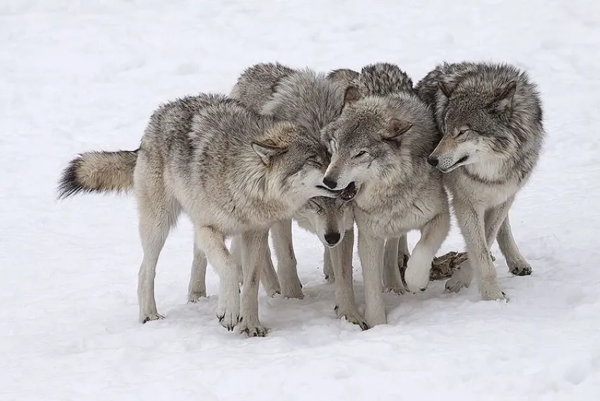 Стая волков поселилась в лесах Абрау-Дюрсо
