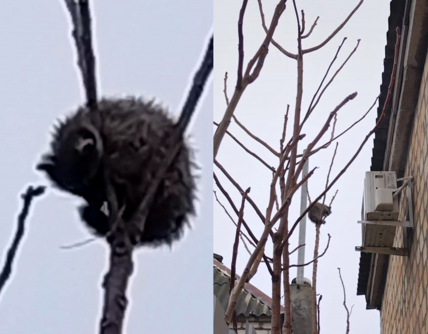 В центре Новороссийска на дереве застрял енот: потеряшка или дикарь