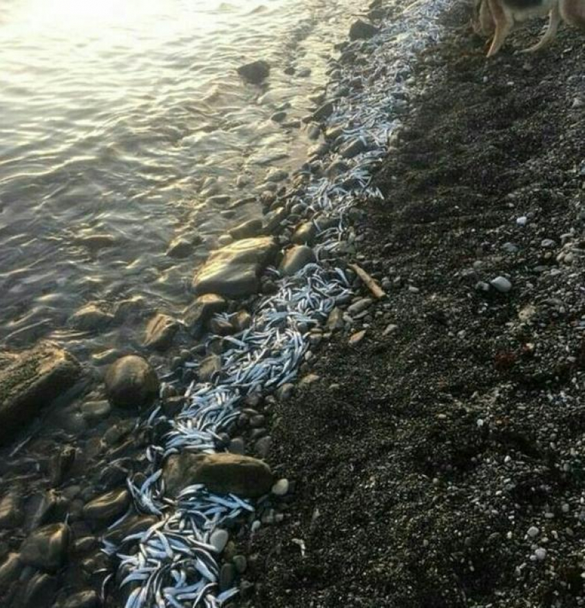 Десятки мертвой хамсы выбросило на берег моря в Новороссийске