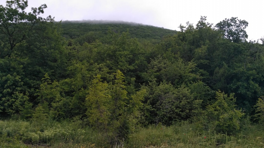 Замглавы Мысхако проверил, вырубались ли в Федотовке деревья