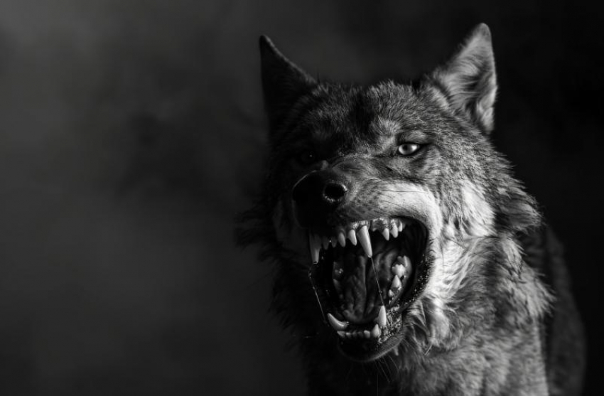 Бродячие псы держат в страхе Южный район Новороссийска