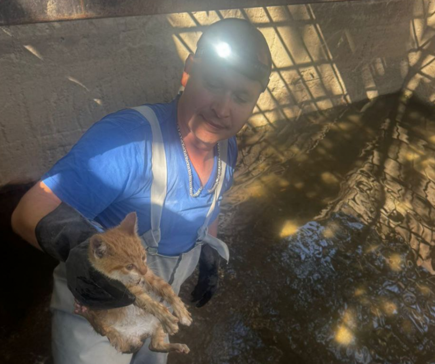 Котенок несколько дней провел в канализации в Новороссийске