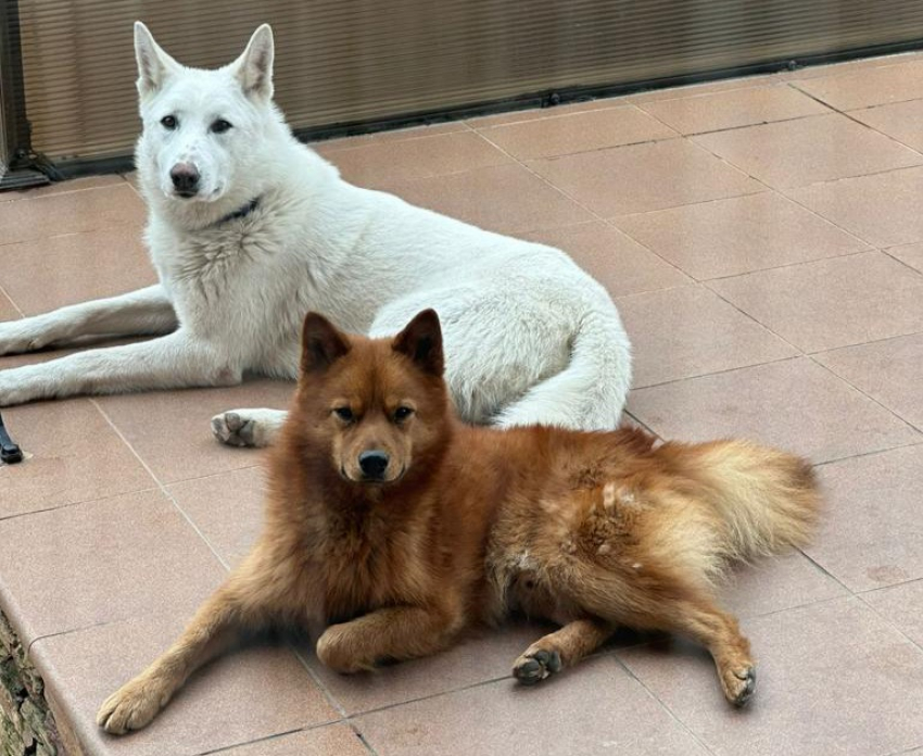 Рыжий и белый: двух собак ищут в Новороссийске за вознаграждение