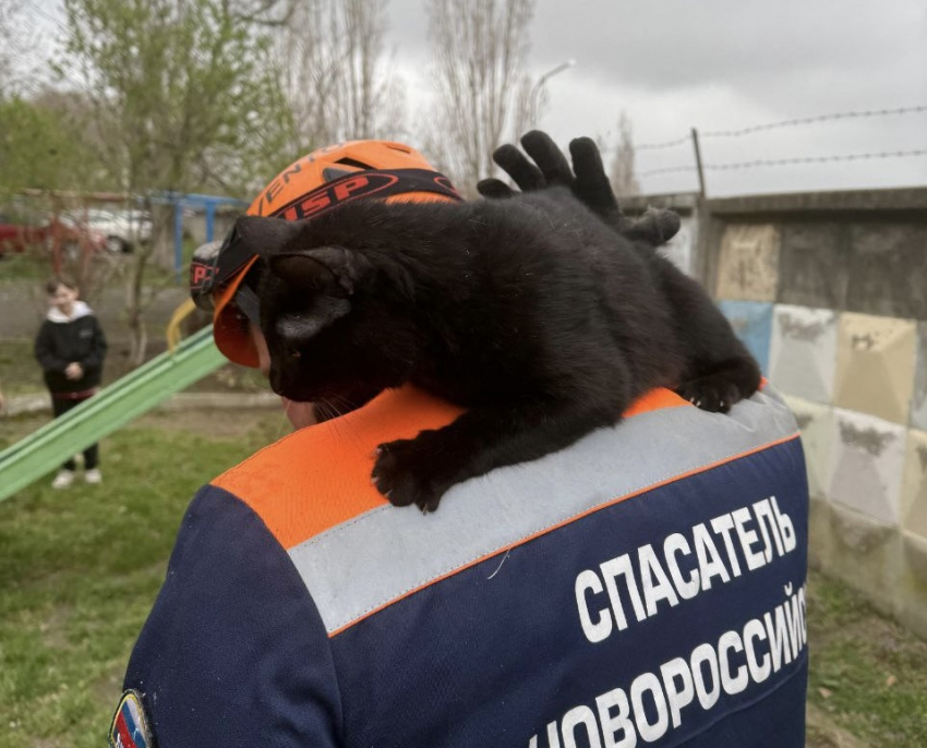 Операция «Котострофа»: в Новороссийске спасатели за день вытащили из беды трех котов 
