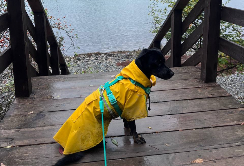 Названа сумма, которую город готов отдать за отлов собак в Новороссийске