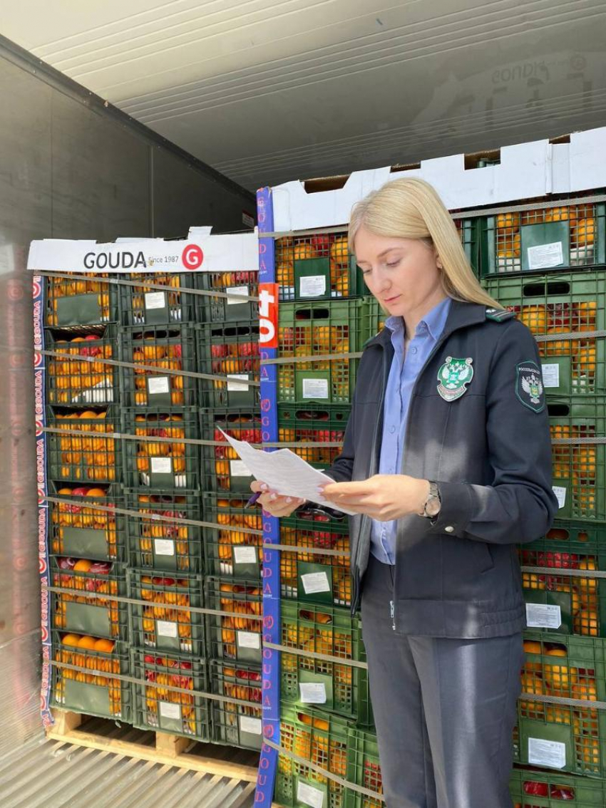 Картошка под угрозой? В Новороссийске задержали партию импортных фруктов фруктов и овощей