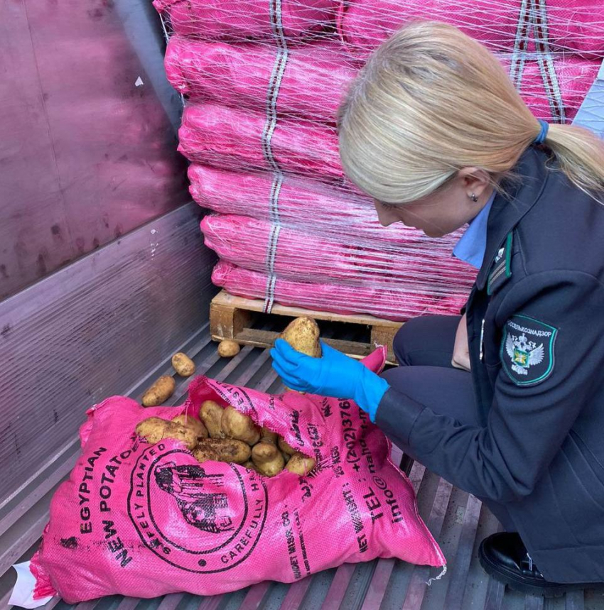 В порту Новороссийска «забраковали» зараженный картофель 