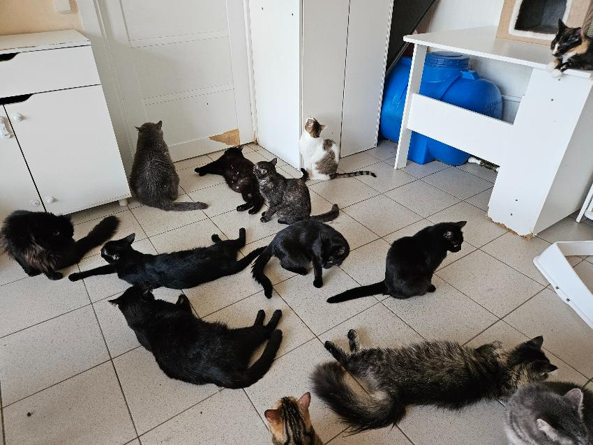 90 кошек из Новороссийска окажутся на улице: не стало хозяйки приюта «Мыс Добра» 