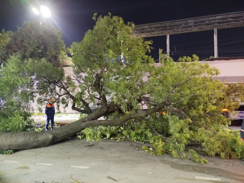 Сухие деревья в Новороссийске рухнули после сильнейшего норд-оста: хорошо, что никто не пострадал