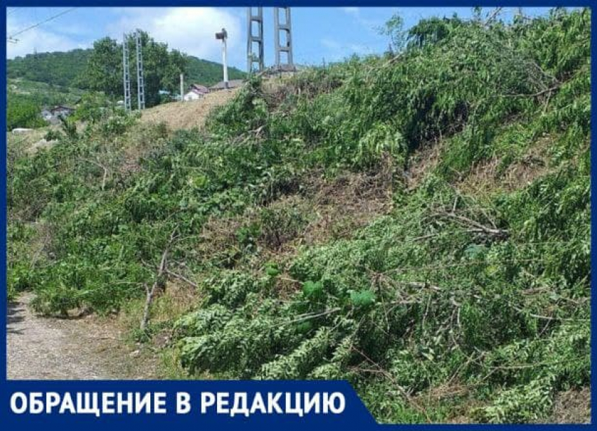 «Бросят спичку, будет беда», - в Восточном районе Новороссийска сохнут спиленные ветви
