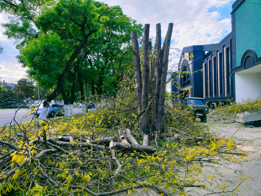 Незаконная вырубка деревьев в Новороссийске проявила бреши бюрократической и правоохранительной систем