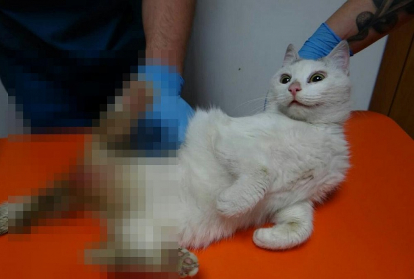 Дело об неизнасилованной кошке в Новороссийске закрыто. «Крупные особи других пород» не найдены
