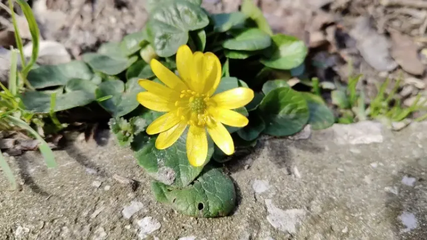 Весенние приметы работают и в Новороссийске