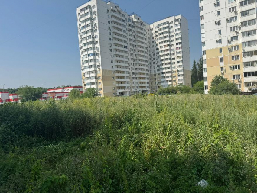 Новороссийцы утопли в зарослях амброзии и несбывшихся надеждах
