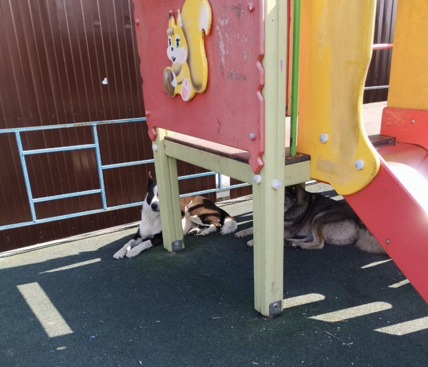 Бродячие собаки облюбовали детскую площадку в Новороссийске