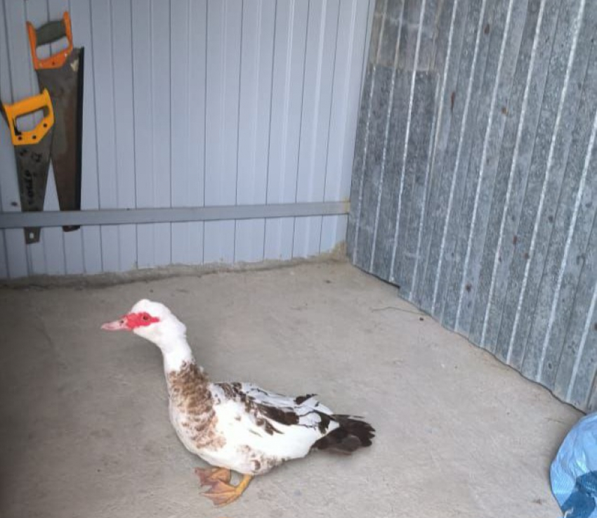 Чья утка? Новороссийцы с добрым сердцем приютили заблудившуюся утку 