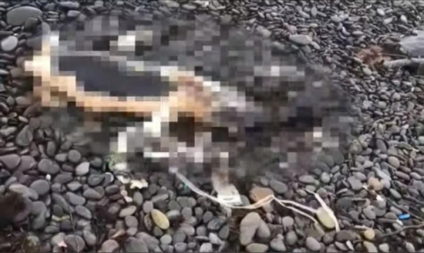 На новороссийском пляже нашли 3 мертвых дельфинов 