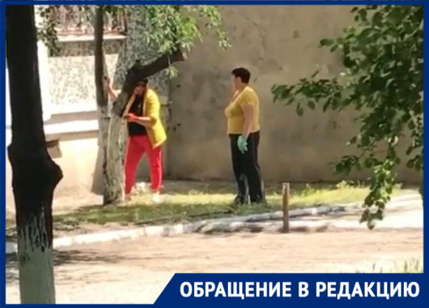 Аллею молодых деревьев безжалостно спилили в Новороссийске 