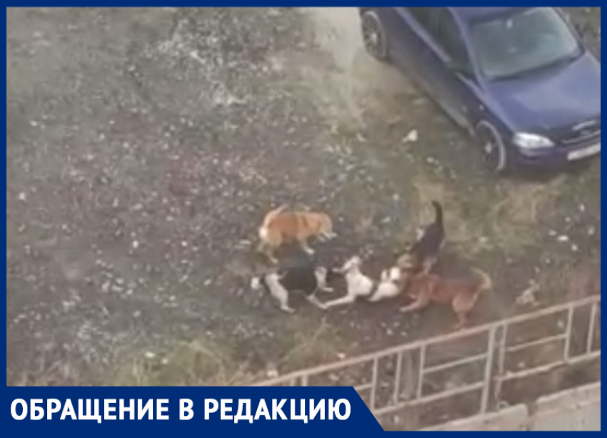 «На её месте мог оказаться ребёнок», - бродячие собаки грызут друг друга в жилых районах Новороссийска