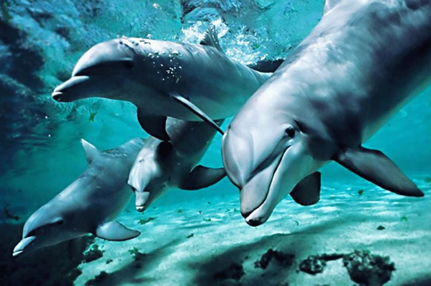 Не на словах, а на деле: новороссийцев готовы научить спасать дельфинов 