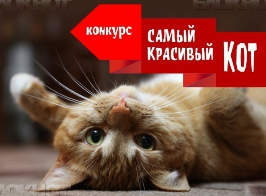 Новороссийцы активно выбирают самого красивого кота